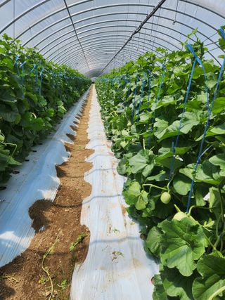 김저팔계님의 기타작물 · 영농일지 작성글 사진