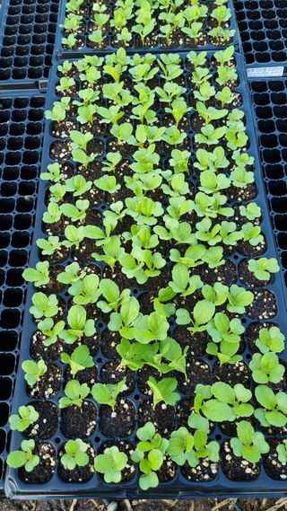 김지철님의 기타작물 · 영농일지 작성글 사진