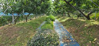 달맛햇복숭아농원님의 복숭아 · 영농일지 작성글 사진