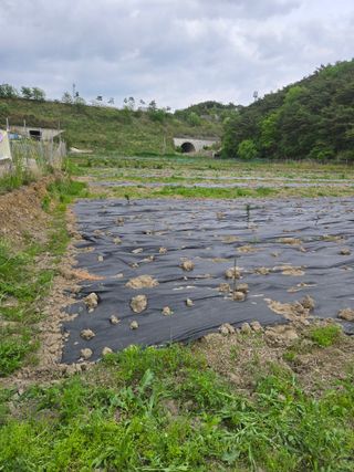 한결님의 두릅 · 영농일지 작성글 사진