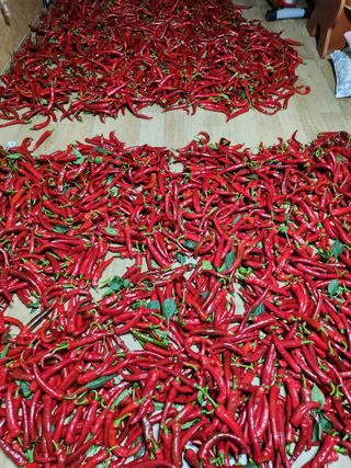 새싹농장님의 기타작물 · 영농일지 작성글 사진