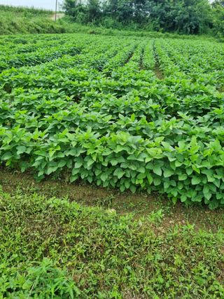 논산푸른팜님의 콩 · 영농일지 작성글 사진