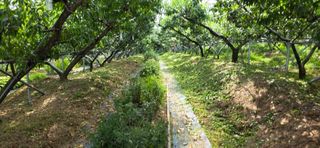 달맛햇복숭아농원님의 복숭아 · 영농일지 작성글 사진