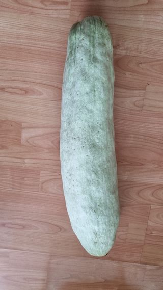 김지철님의 기타작물 · 영농일지 작성글 사진