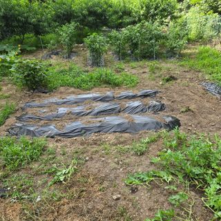 양배추21889님의 기타작물 · 영농일지 작성글 사진