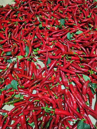 새싹농장님의 기타작물 · 영농일지 작성글 사진