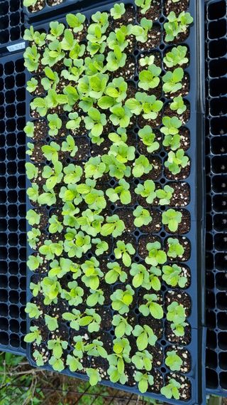 김지철님의 기타작물 · 영농일지 작성글 사진