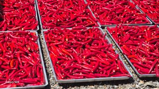 송달이님의 고추 · 영농일지 작성글 사진