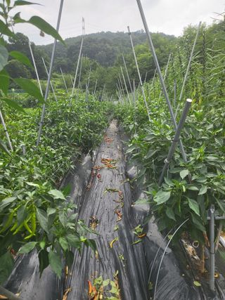 전선경님의 들깨 · 영농일지 작성글 사진