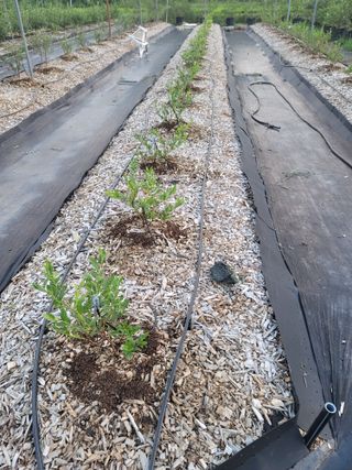 박치문님의 블루베리 · 영농일지 작성글 사진