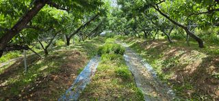 달맛햇복숭아농원님의 복숭아 · 영농일지 작성글 사진