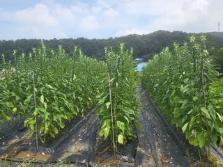 전선경님의 들깨 · 영농일지 작성글 사진