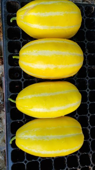 김지철님의 기타작물 · 영농일지 작성글 사진