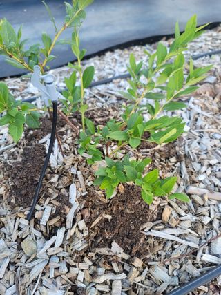 박치문님의 블루베리 · 영농일지 작성글 사진