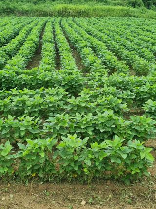 논산푸른팜님의 콩 · 영농일지 작성글 사진