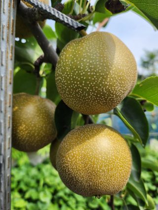 알 수 없음님의 사과 · 영농일지 작성글 사진