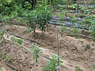 형남영님의 기타작물 · 영농일지 작성글 사진