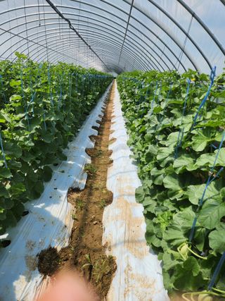 김저팔계님의 기타작물 · 영농일지 작성글 사진