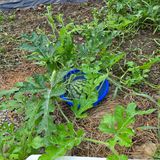 팜모닝 기타작물·영농일지 게시글 이미지