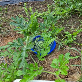 양배추21889님의 기타작물 · 영농일지 작성글 사진