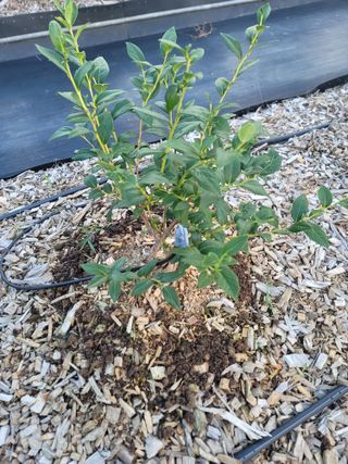 박치문님의 블루베리 · 영농일지 작성글 사진