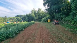 촌사리님의 기타작물 · 영농일지 작성글 사진