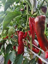 팜모닝 기타작물·영농일지 게시글 이미지