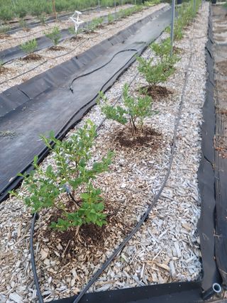 박치문님의 블루베리 · 영농일지 작성글 사진