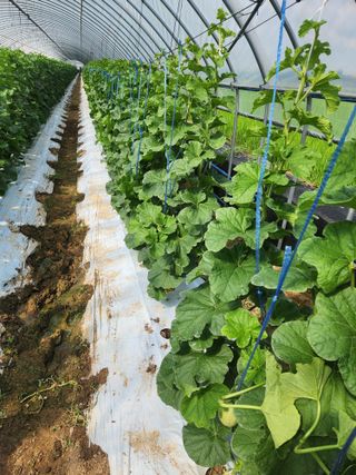 김저팔계님의 기타작물 · 영농일지 작성글 사진