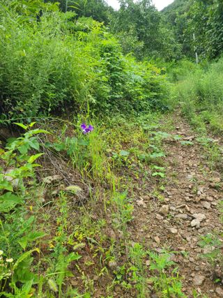 무주설천면 반딧팝님의 기타작물 · 영농일지 작성글 사진