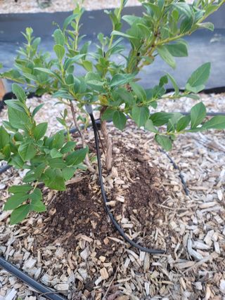 박치문님의 블루베리 · 영농일지 작성글 사진