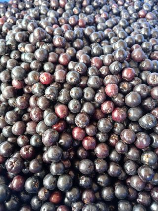 김성구님의 기타작물 · 영농일지 작성글 사진