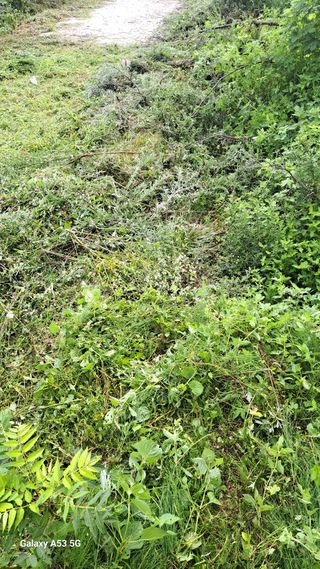 조연만님의 기타작물 · 영농일지 작성글 사진