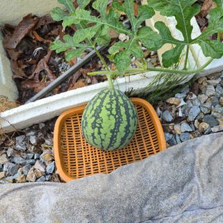 양배추21889님의 기타작물 · 영농일지 작성글 사진