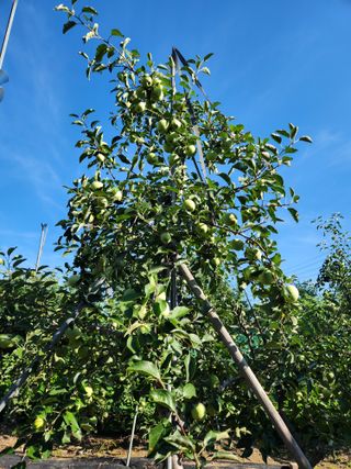 알 수 없음님의 사과 · 영농일지 작성글 사진