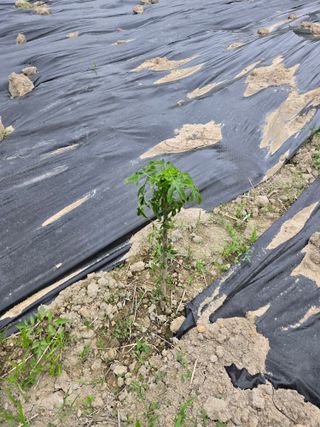 한결님의 두릅 · 영농일지 작성글 사진