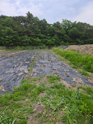 한결님의 두릅 · 영농일지 작성글 사진