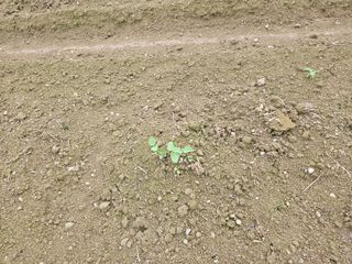 박원봉님의 콩 · 영농일지 작성글 사진