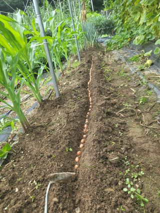 전선경님의 들깨 · 영농일지 작성글 사진