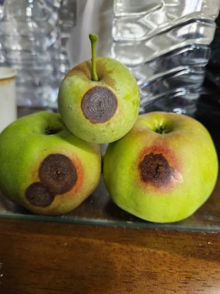 알 수 없음님의 사과 · 영농일지 작성글 사진