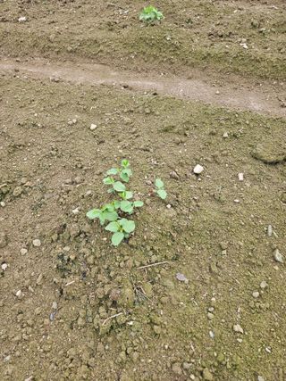 박원봉님의 콩 · 영농일지 작성글 사진