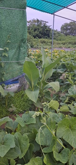 김제선:양평읍회현리님의 기타작물 · 영농일지 작성글 사진