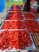 팜모닝 고추·영농일지 게시글 이미지