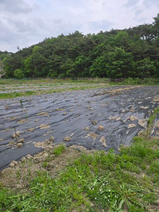 한결님의 두릅 · 영농일지 작성글 사진