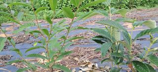 김제선:양평읍회현리님의 기타작물 · 영농일지 작성글 사진