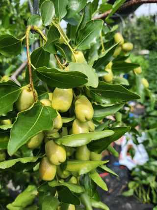 알 수 없음님의 사과 · 영농일지 작성글 사진
