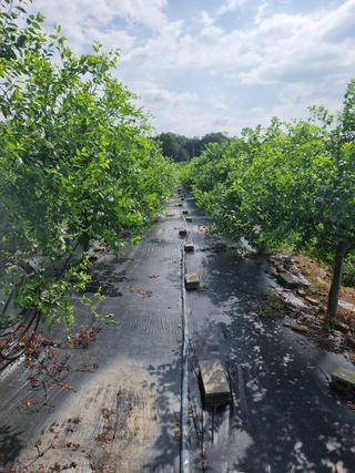 해찬들농원님의 기타작물 · 영농일지 작성글 사진