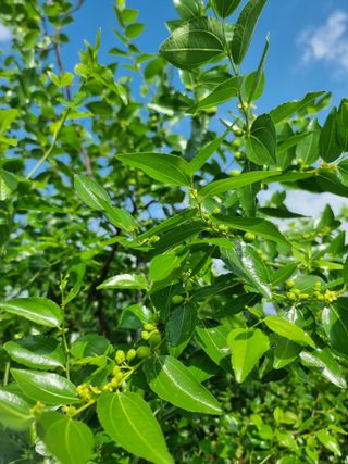 해찬들농원님의 기타작물 · 영농일지 작성글 사진