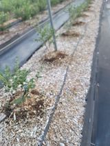 팜모닝 블루베리·영농일지 게시글 이미지