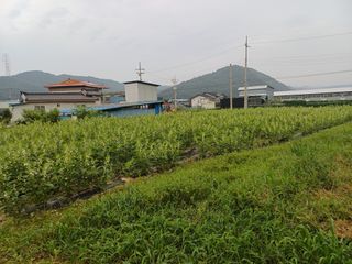 전원수님의 참깨 · 영농일지 작성글 사진